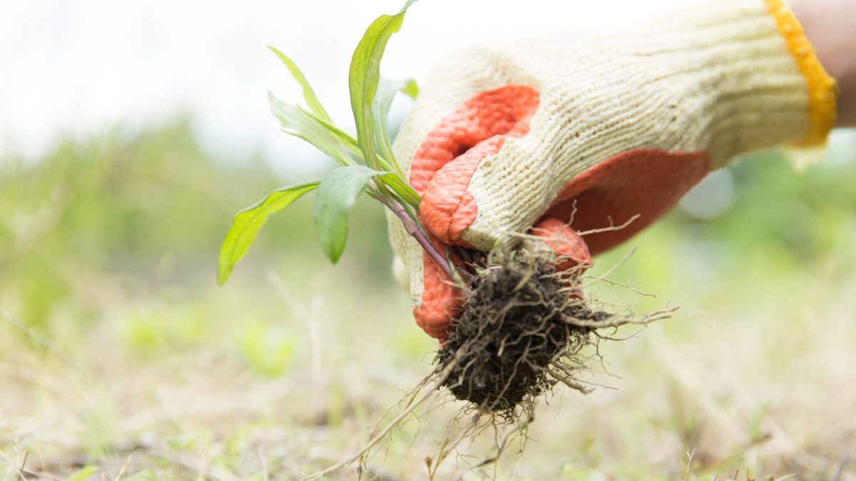 Close-up of hands properly removing weed with entire root system intact