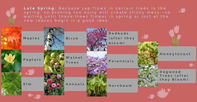 Seasonal calendar showing spring, summer, and fall trimming windows with different shrub types