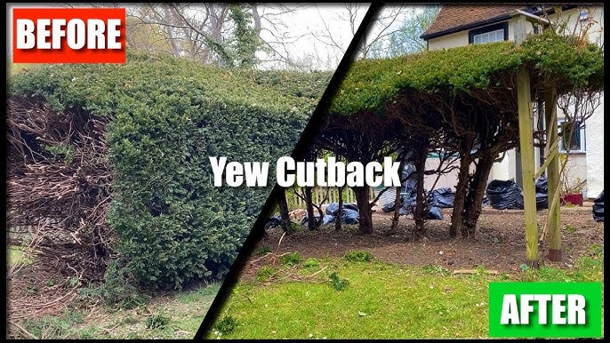 Before/after comparison showing Columbia home with massive overgrown yews blocking windows, then after removal revealing clean architecture