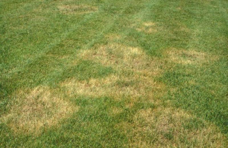 Close-up comparison of healthy green grass next to brown patch fungal damage showing circular brown diseased area in Ellicott City lawn