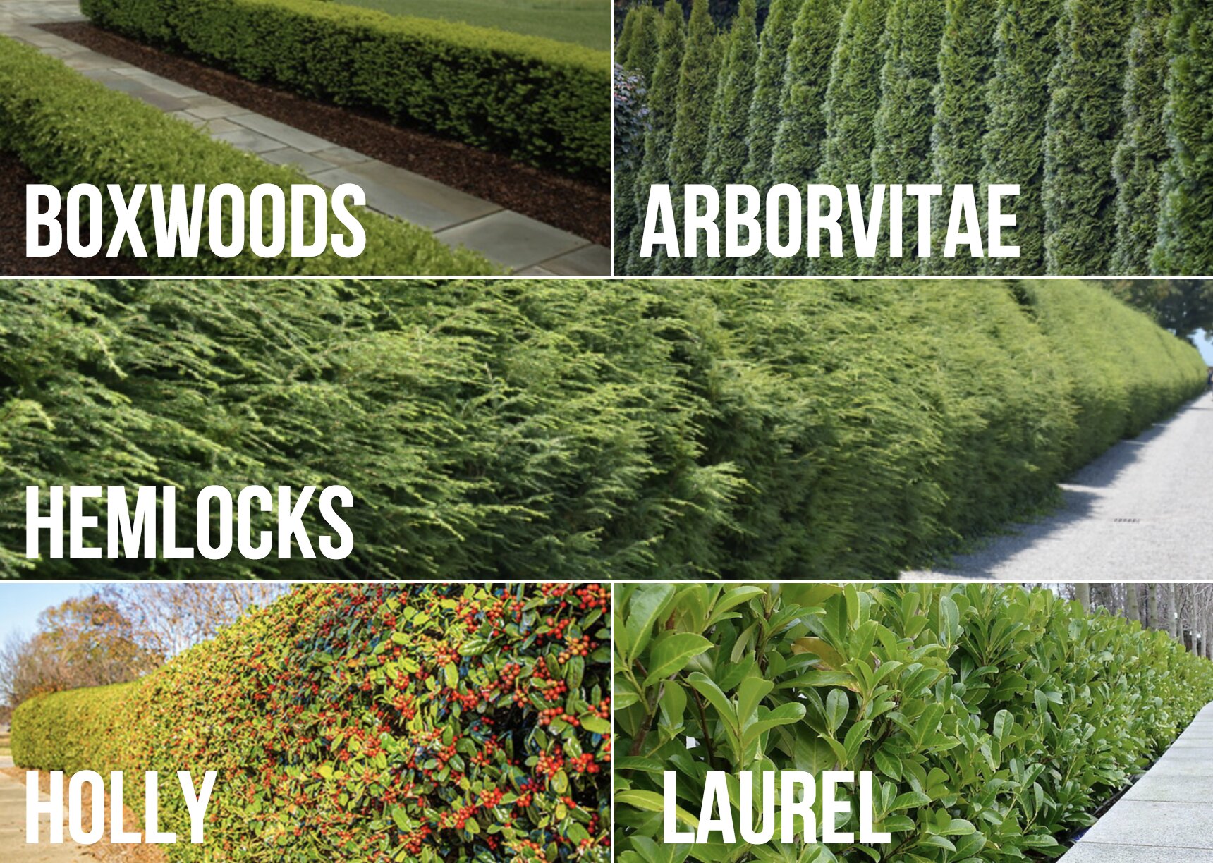 Collage showing different hedge types - boxwood border, privet hedge, arborvitae privacy screen in Howard County setting