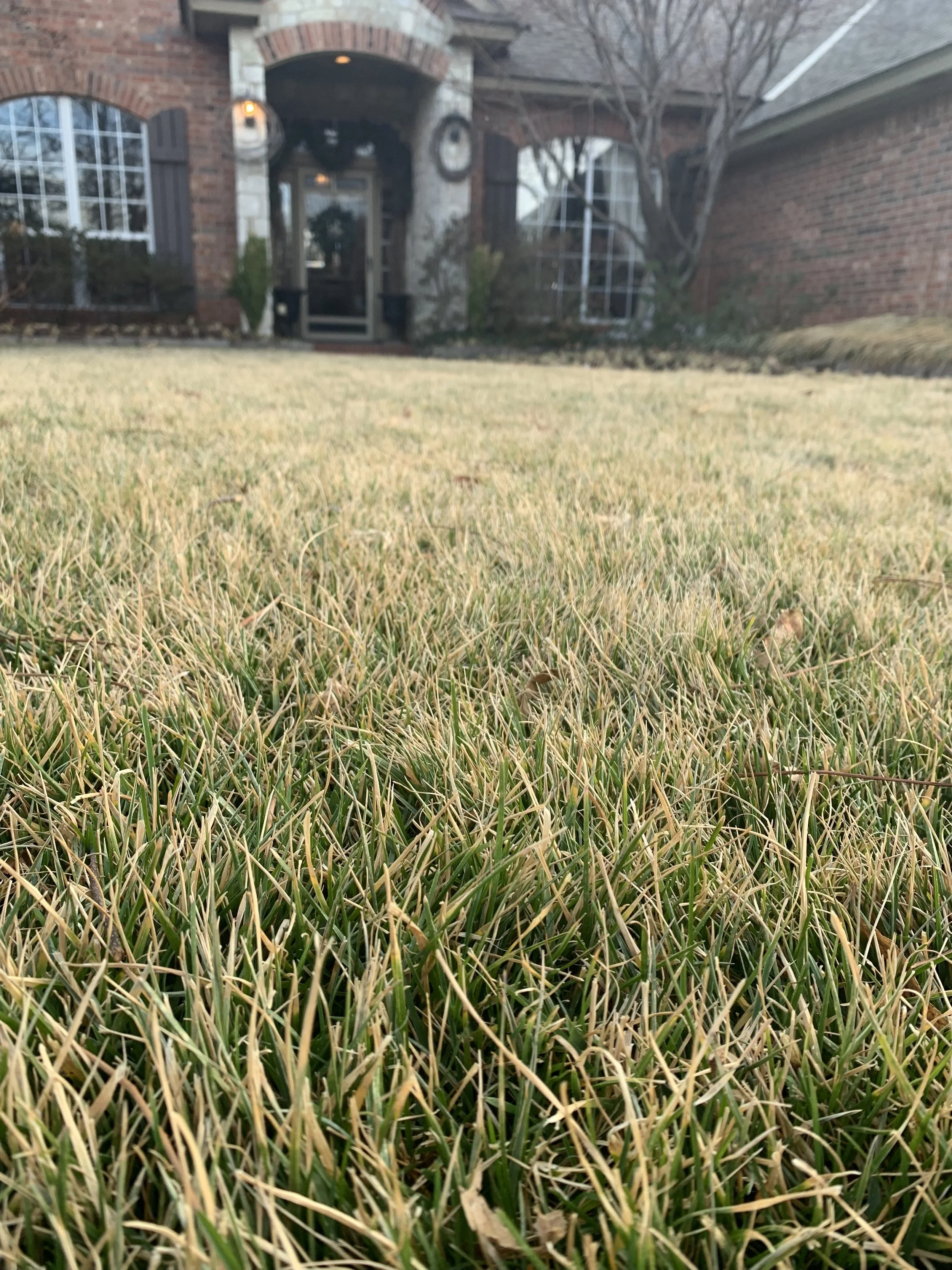 Dormant brown Howard County lawn in winter with frost, showing healthy natural dormancy