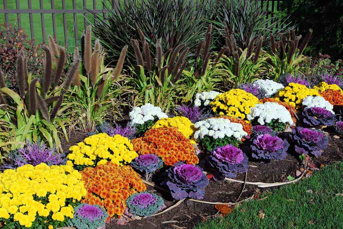 Fall annual bed with colorful mums, pansies, and ornamental kale arranged in autumn display
