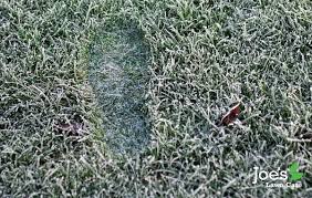 Footprints in frozen grass showing damage vs protected lawn area with no traffic