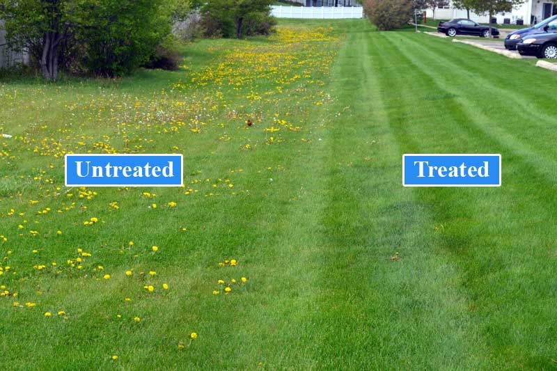 Lawn before and after broadleaf weed control showing elimination of dandelions and clover patches