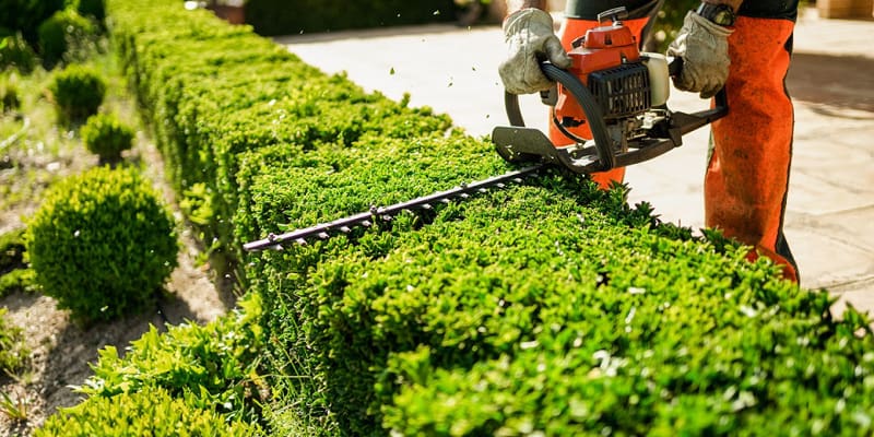Professional crew shaping formal hedge with commercial hedge trimmers, showing crisp edges and level top