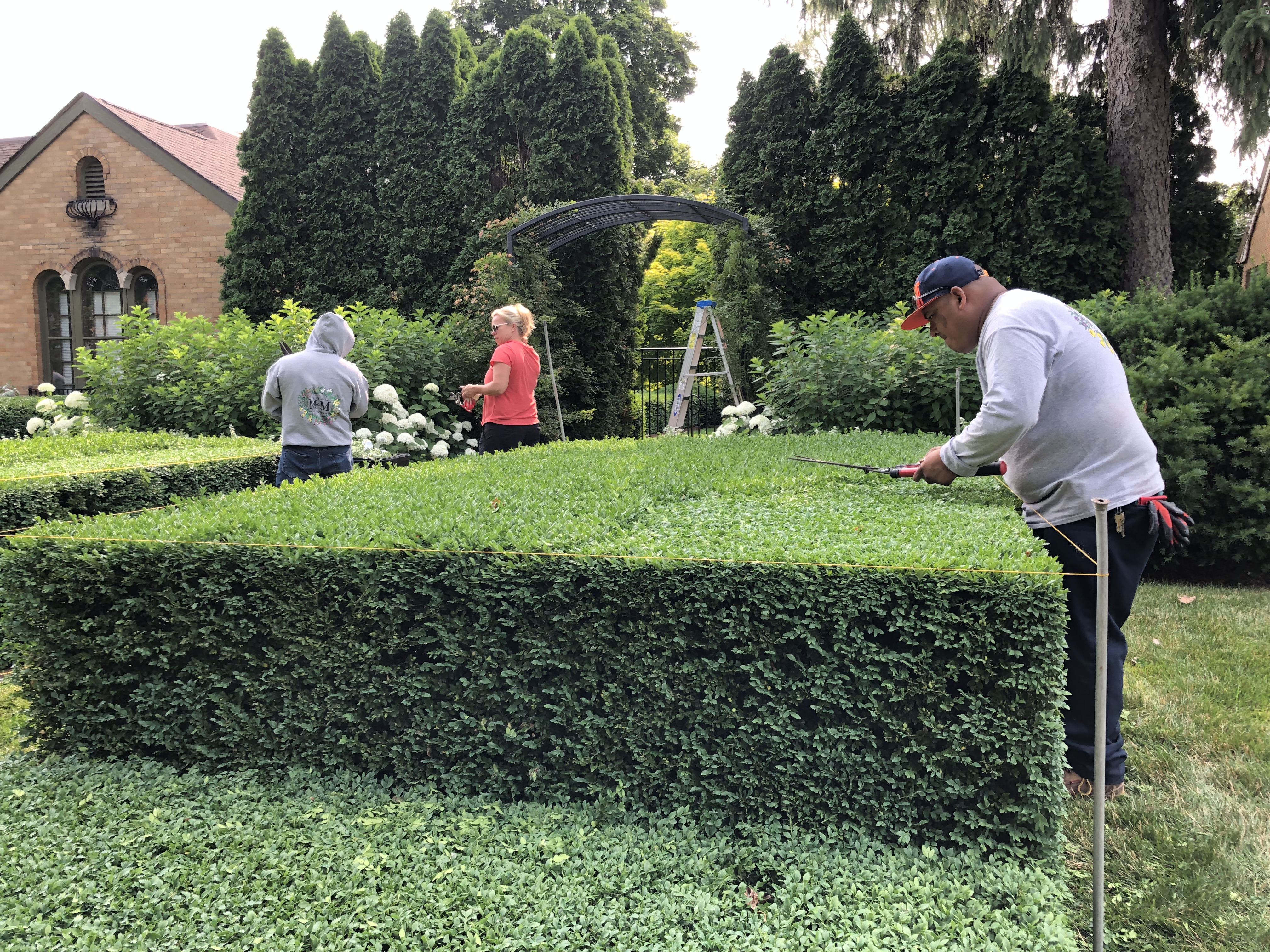 rofessional crew trimming formal boxwood hedge with power trimmers, showing precise geometric shaping