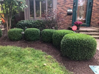 Shrub trimming can be done regularly, once or twice a year, so shrubs remain healthy and attractive.