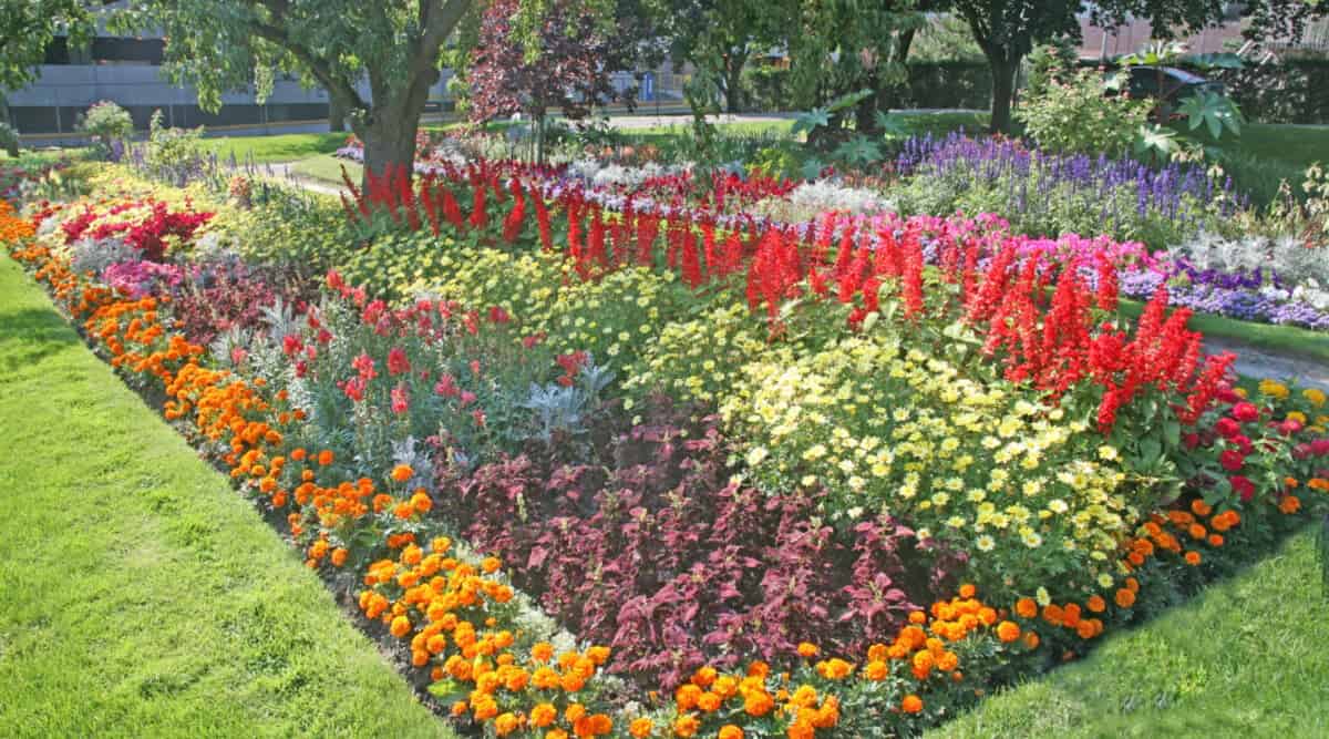 Vibrant annual flower bed in full bloom along home entrance with petunias, marigolds, and geraniums in mixed colors