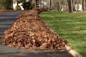 Seasonal cleanup and leaf removal
