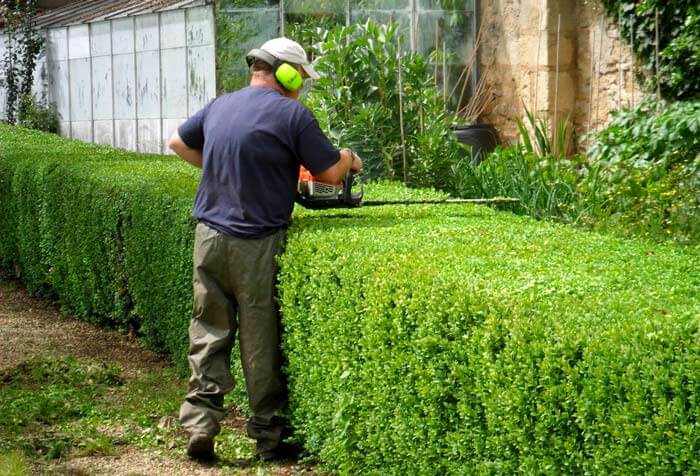 Shrub trimming can be a great way to give your shrub fabulous looks.