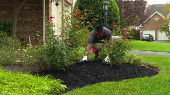 With regular maintenance, your flower beds will thrive and provide year-round beauty.